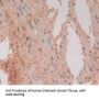 Fas Associating Death Domain Containing Protein (FADD) Antibody
