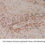 Fas Associating Death Domain Containing Protein (FADD) Antibody