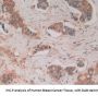Fas Associating Death Domain Containing Protein (FADD) Antibody
