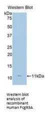 Fc Fragment of IgG Low Affinity IIIa Receptor (FCGR3A) Antibody