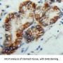 P2Y Purinoceptor 13 (P2RY14) Antibody
