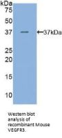 Vascular Endothelial Growth Factor Receptor 3 / VEGFR3 (FLT4) Antibody