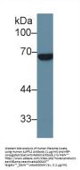 Alkaline Phosphatase, Placental Like Protein 2 (ALPPL2) Antibody