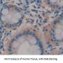 Electron Transfer Flavoprotein Alpha Polypeptide (ETFa) Antibody