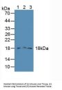 Family With Sequence Similarity 19, Member A2 (FAM19A2) Antibody