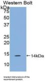 Family With Sequence Similarity 19, Member A4 (FAM19A4) Antibody