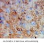 Family With Sequence Similarity 19, Member A4 (FAM19A4) Antibody