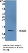 Peroxisome Proliferator Activated Receptor Gamma (PPARg) Antibody