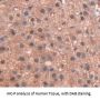 Peroxisome Proliferator Activated Receptor Gamma (PPARg) Antibody