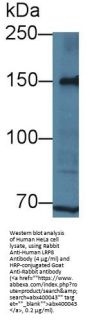 Low Density Lipoprotein Receptor Related Protein 8 (LRP8) Antibody