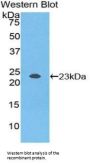 NME3 Antibody