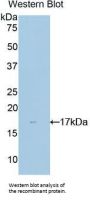 NME4 Antibody