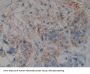 NME4 Antibody