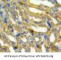 PAFAH1B3 Antibody