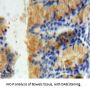 Protein Interacting With Protein Kinase C Alpha 1 (PICK1) Antibody