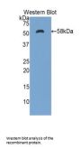 Ectonucleotide Pyrophosphatase/Phosphodiesterase 1 (ENPP1) Antibody