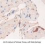 Ectonucleotide Pyrophosphatase/Phosphodiesterase 1 (ENPP1) Antibody