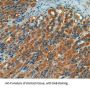 Ectonucleotide Pyrophosphatase/Phosphodiesterase 1 (ENPP1) Antibody