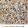 Signal Transducer And Activator of Transcription 2 (STAT2) Antibody