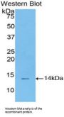 Signal Transducer And Activator of Transcription 3 (STAT3) Antibody