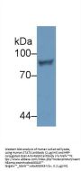 STAT4 Antibody