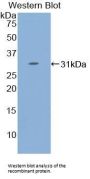 STAT4 Antibody
