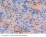 STAT4 Antibody