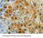 STAT4 Antibody