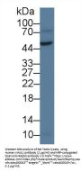 Von Willebrand Factor A Domain Containing Protein 1 (vWA1) Antibody