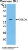 Von Willebrand Factor A Domain Containing Protein 1 (vWA1) Antibody
