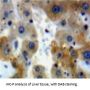 Von Willebrand Factor A Domain Containing Protein 1 (vWA1) Antibody