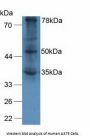 Von Willebrand Factor A Domain Containing Protein 2 (vWA2) Antibody