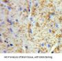 Von Willebrand Factor A Domain Containing Protein 2 (vWA2) Antibody