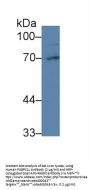 PABPC1L Antibody