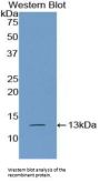 PABPC1L Antibody