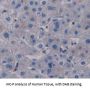 PABPC1L Antibody