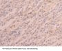 Poly A Binding Protein Cytoplasmic 1 Like Protein (PABPC1L) Antibody
