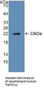 Tumor Necrosis Factor Ligand Superfamily Member 11 (TNFSF11) Antibody