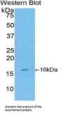 Tumor Necrosis Factor Ligand Superfamily, Member 7 (TNFSF7) Antibody