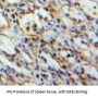 Signaling Threshold Regulating Transmembrane Adaptor 1 (SIT1) Antibody