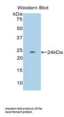Tumor Necrosis Factor Ligand Superfamily, Member 12 (TNFSF12) Antibody