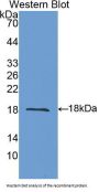TNFSF13 Antibody