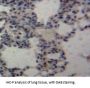 TNFSF13 Antibody