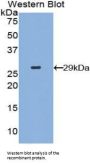 MAP4K5 Antibody