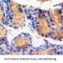 MAP4K5 Antibody