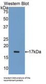 ADAMTS1 Antibody