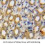 ADAMTS1 Antibody