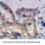 ADAMTS1 Antibody