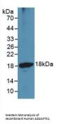 ADAMTS1 Antibody