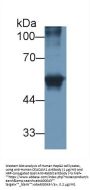 Carcinoembryonic Antigen Related Cell Adhesion Molecule 1 (CEACAM1) Antibody